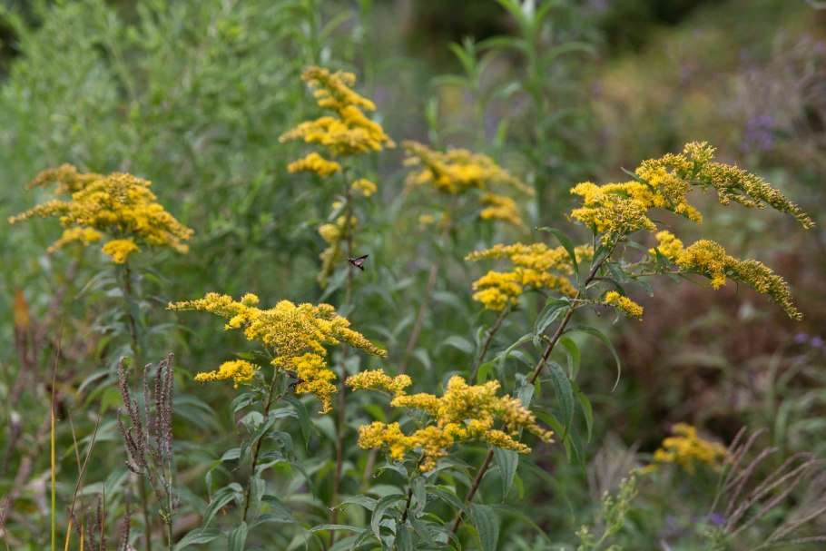 Золотарник канадский (Solidago canadensis)