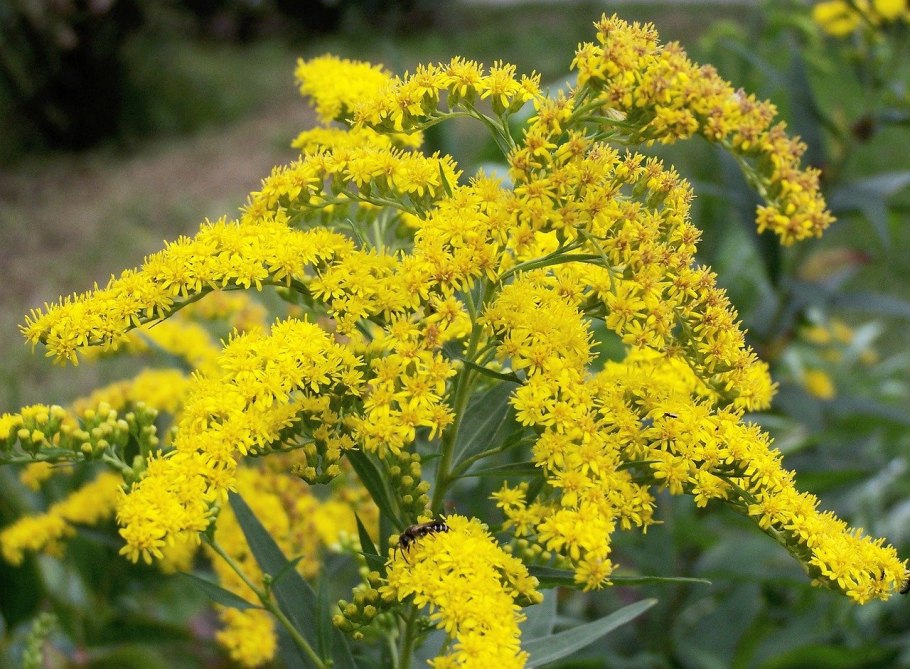 Золотарник обыкновенный (Solidago virgaurea