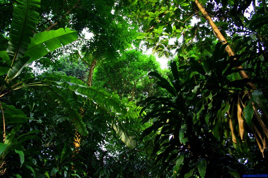 Couroupita guianensis цветок