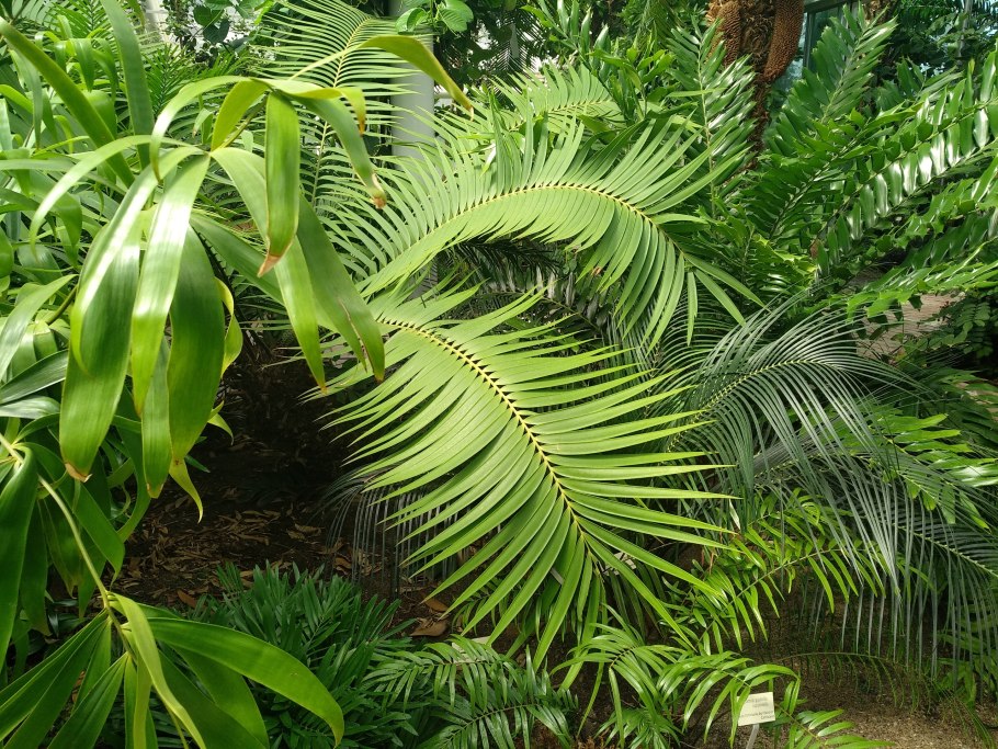 Раффлезия Арнольди с Борнео