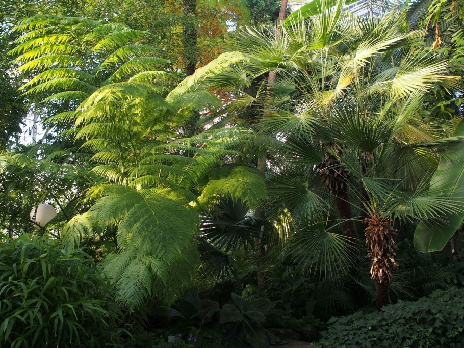 Монстера крупнолистная