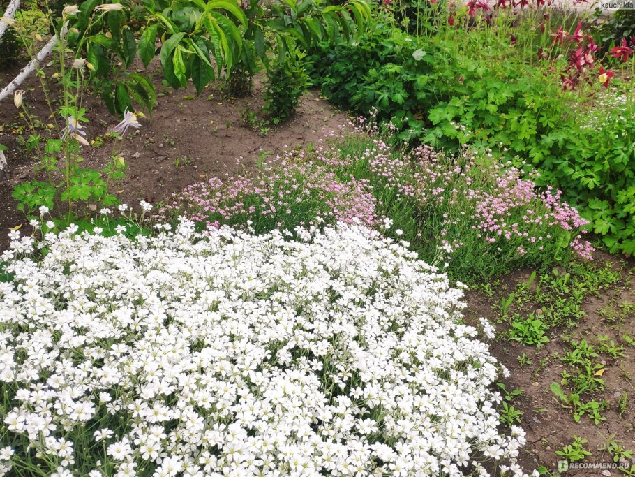 Ясколка войлочная Silberteppich