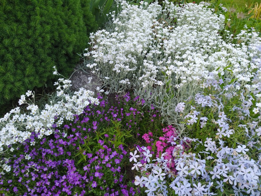 Ясколка войлочная