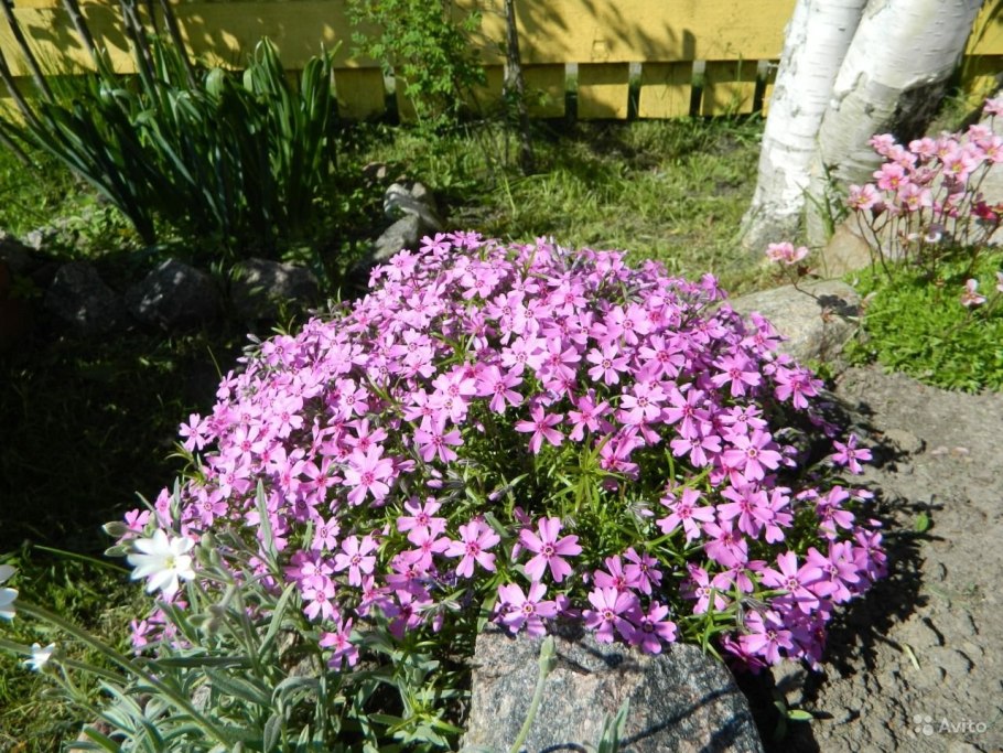 Флокс шиловидный и Ясколка