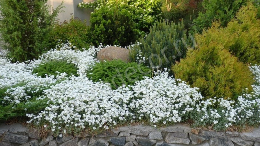 Весенние почвопокровные белые цветы