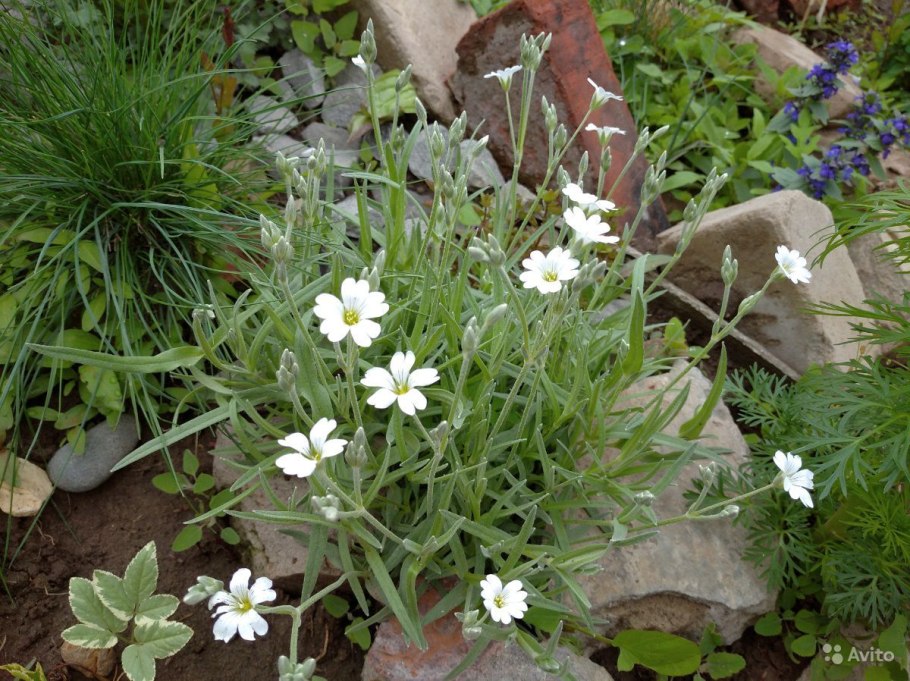 Ясколка Хрустальный водопад