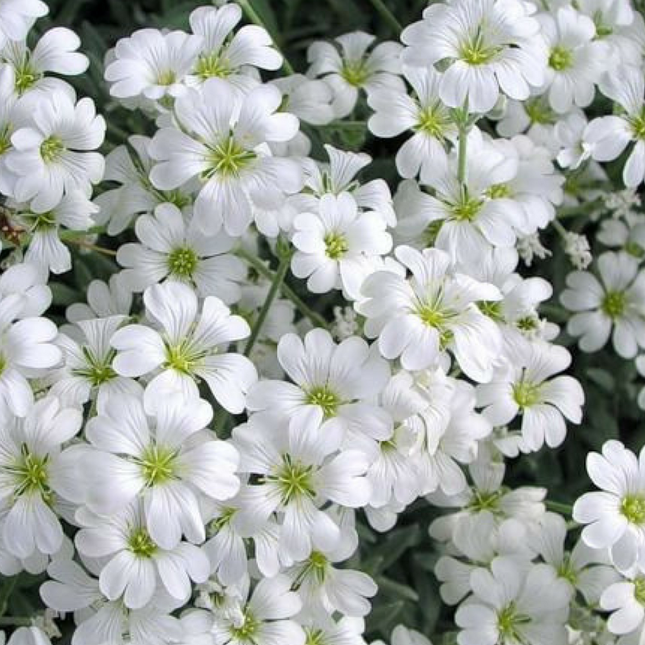 Ясколка крупная