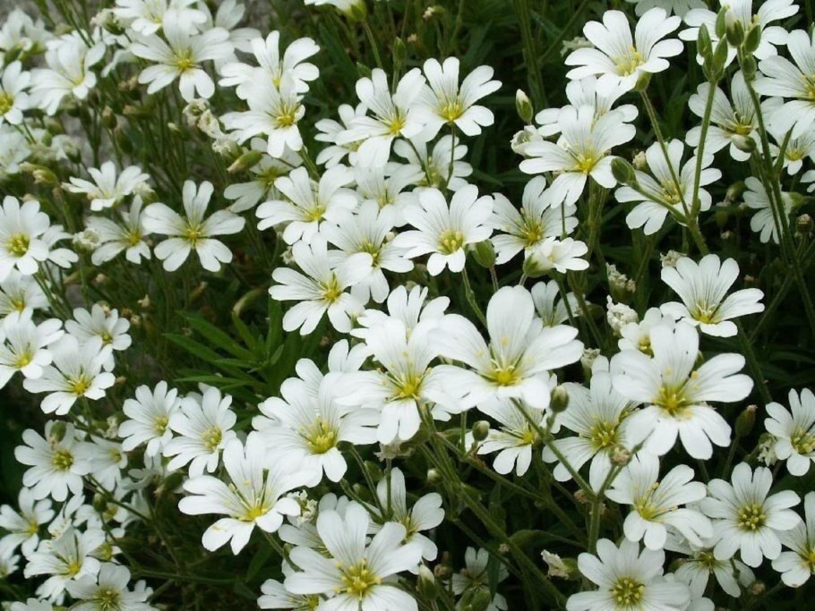 Ясколка войлочная (Cerastium tomentosum)