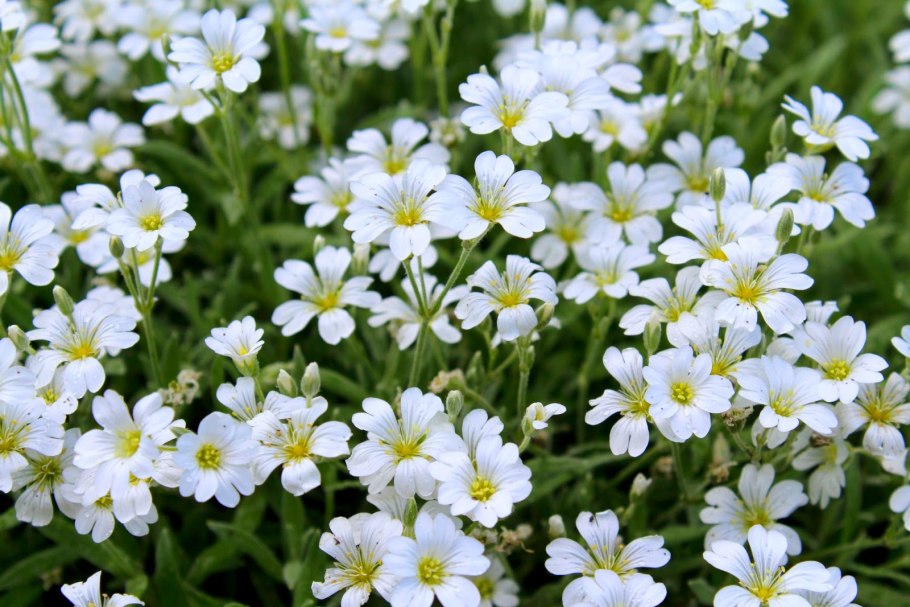 Цветы Ясколка Биберштейна