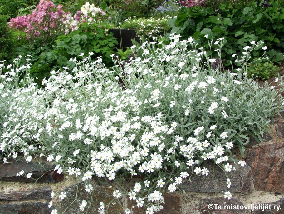 Ясколка войлочная Альпийская