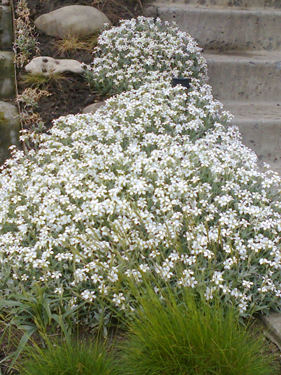 Камнеломка Арендса моховидная