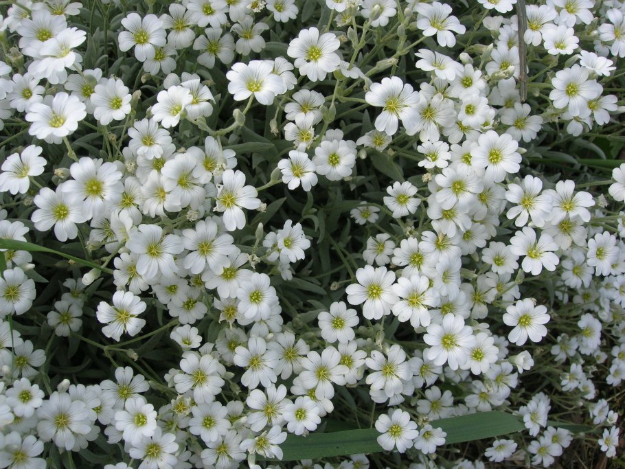 Почвопокровные многолетники Ясколка