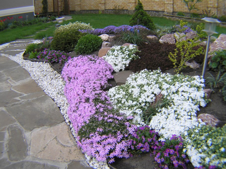 Ясколка войлочная Биберштейна