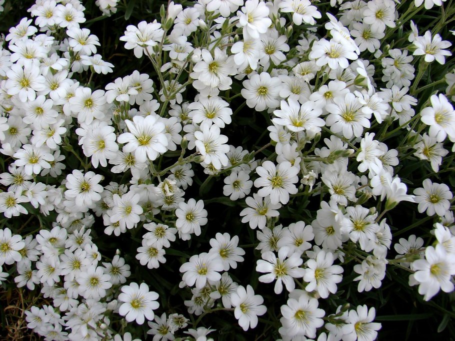 Почвопокровные многолетники Ясколка