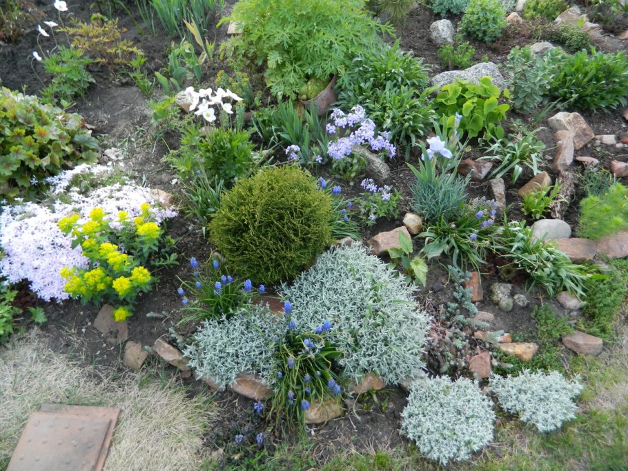 Флокс шиловидный на клумбе