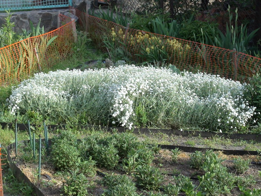 Алиссум снежный ковер