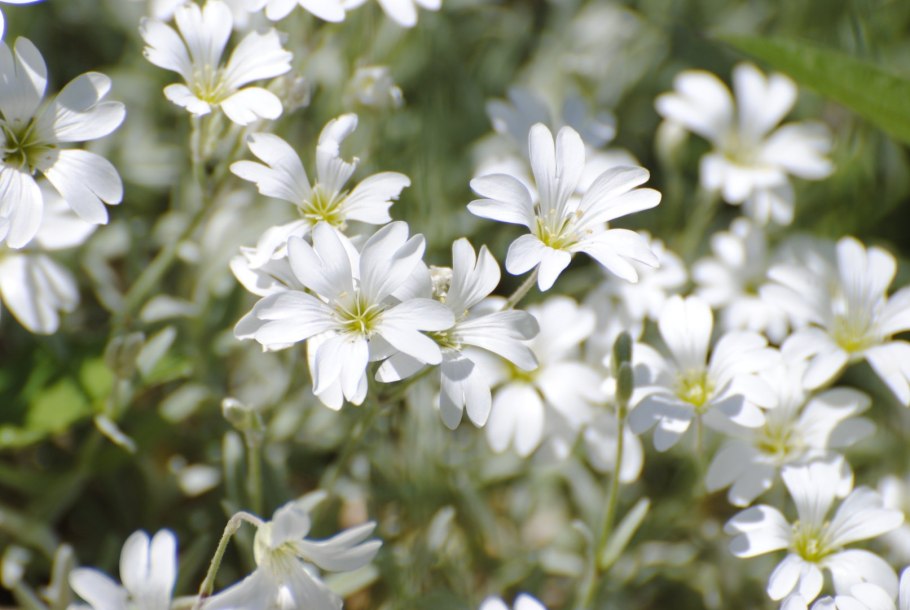 Гипсофила Ясколка