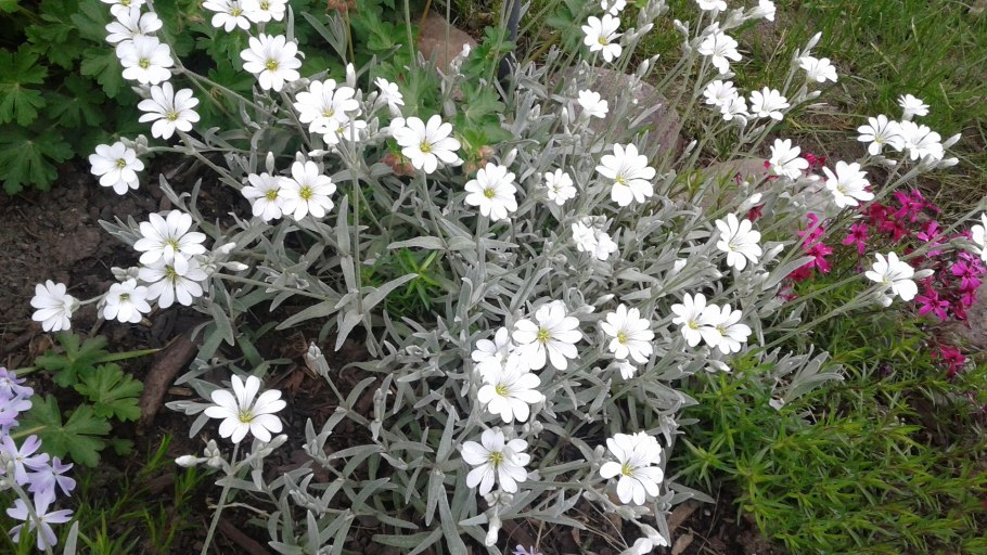 Ясколка Биберштейна рассада