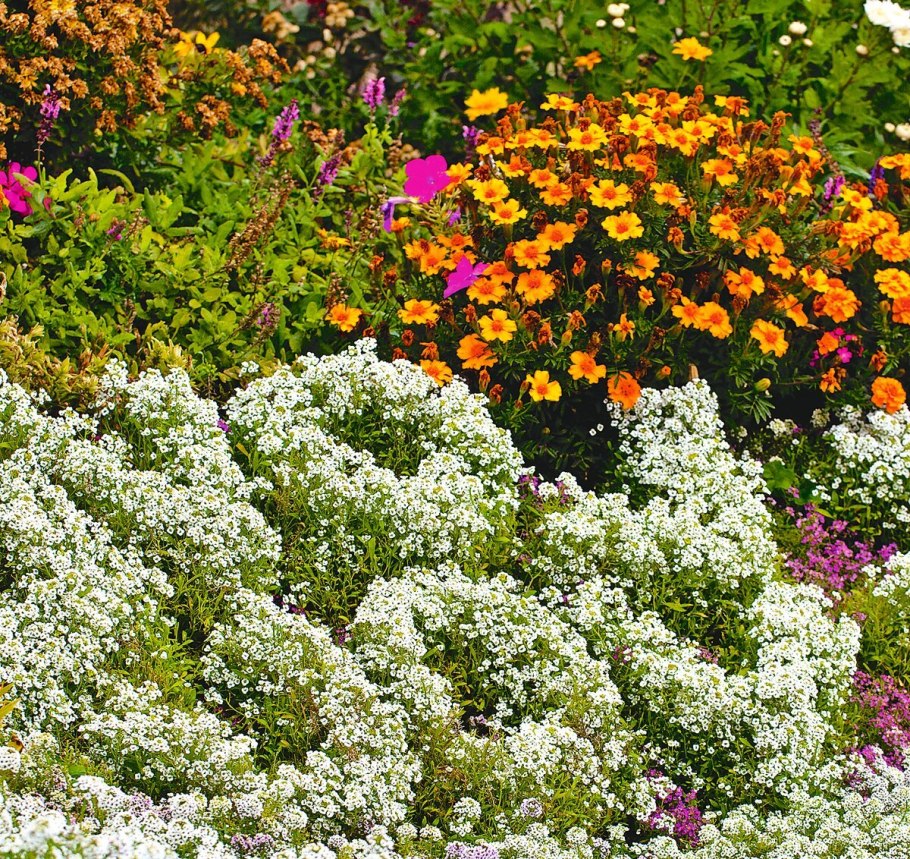 Ясколка Биберштейна