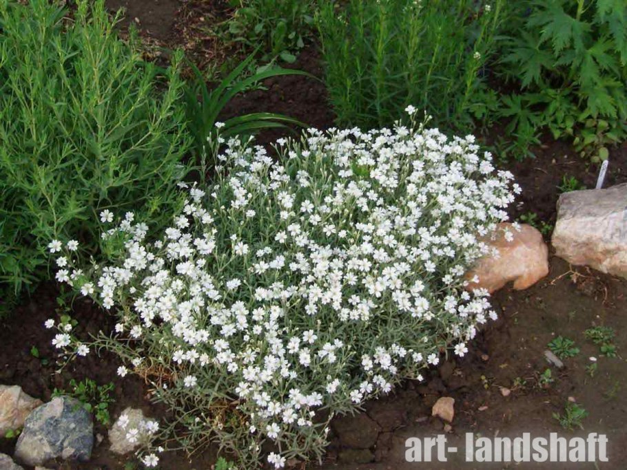 Ясколка Биберштейна