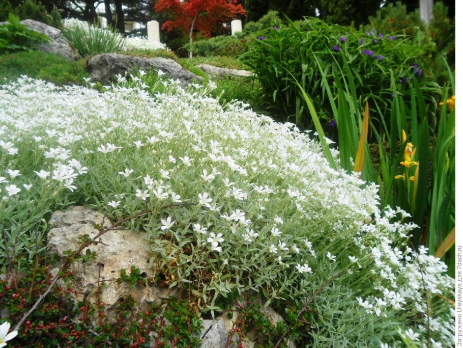 Алиссум горный снег