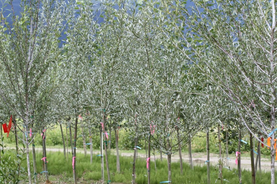 Ива Salix Alba 'vitellina'.