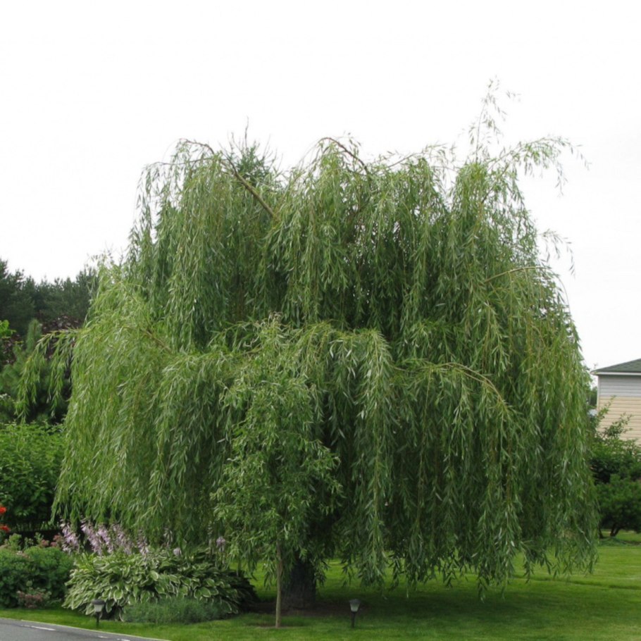 Ива белая (Salix Alba)