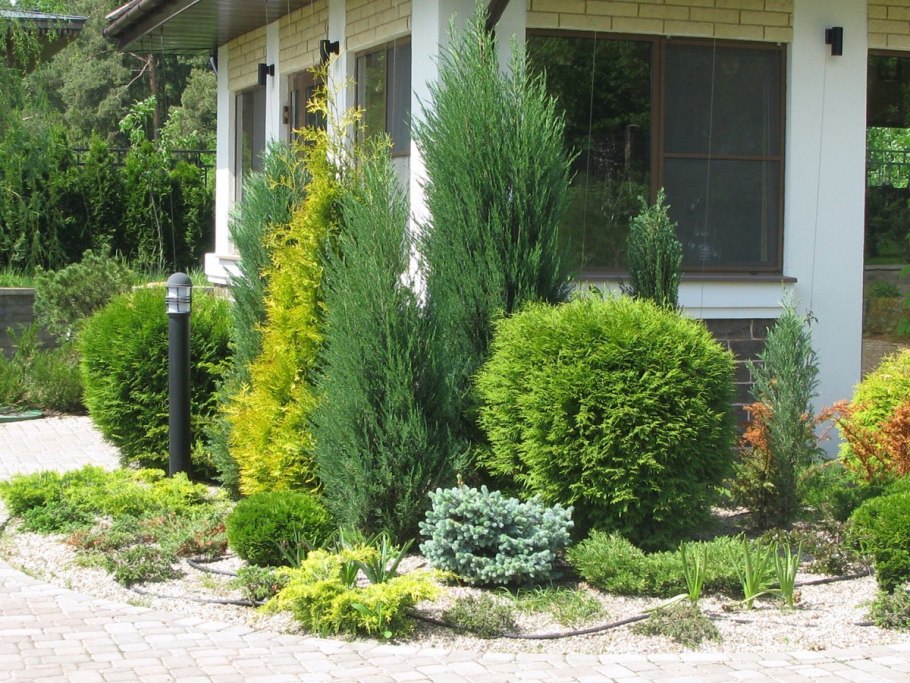 Туя Кипарис можжевельник