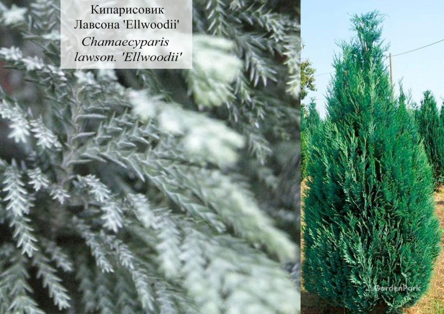 Кипарисовик Лавсона Эмпайр