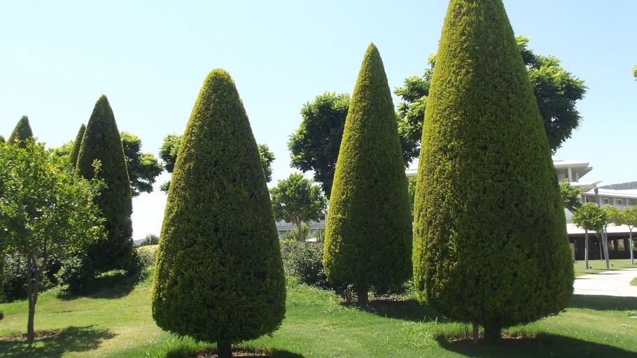 Кипарис вечнозеленый (Cupressus sempervirens)