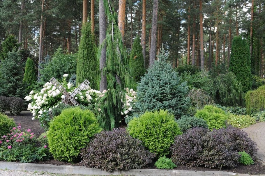 Кипарисовик Лавсона Элвуди Голд