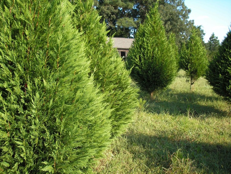 Туя, тис, кипарисовик