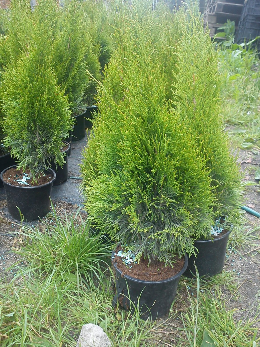 Туи кипарисы хвойные ландшафтный