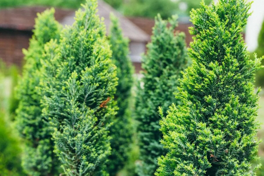 Туя Западная шишечки