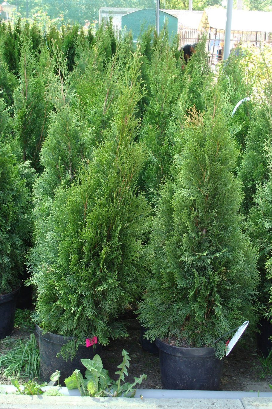 Кипарисовик Лавсона в клумбе