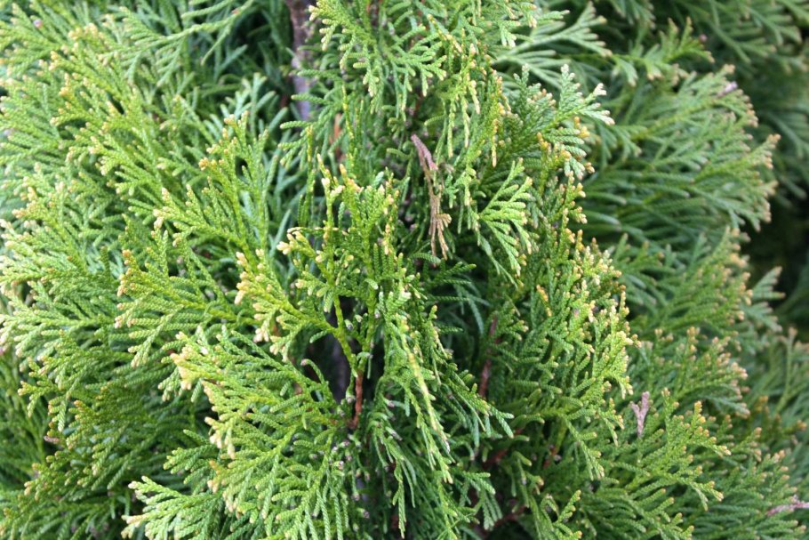 Туя Западная Кипарисовая