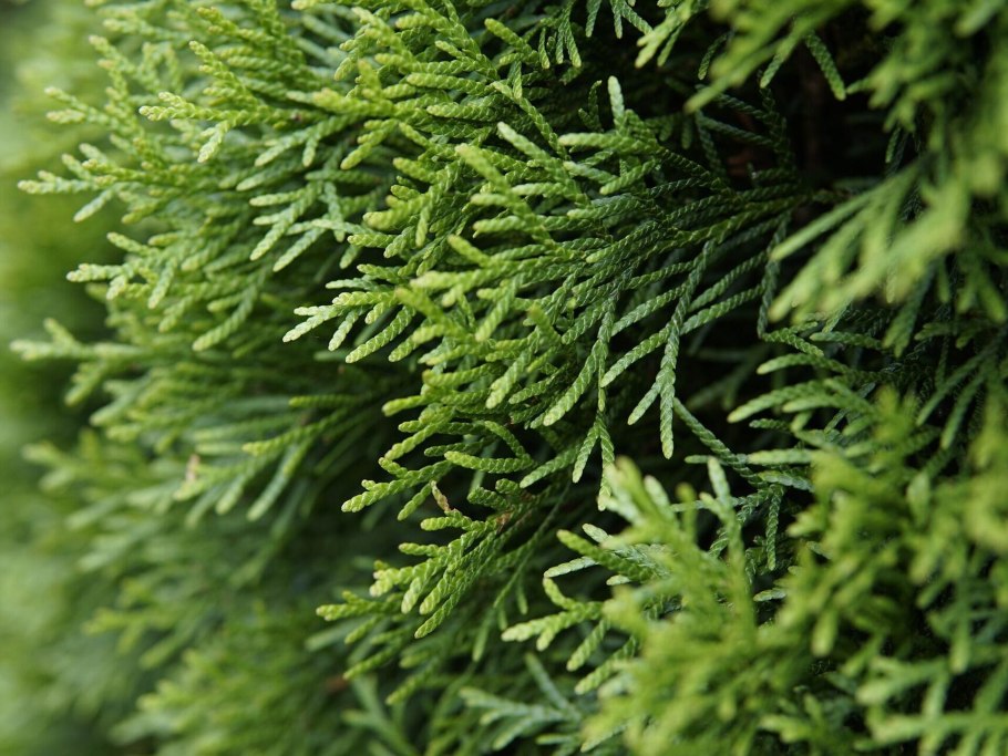 Туя Западная можжевельник туя Восточная