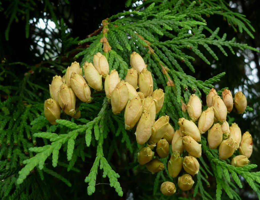 Cupressus duclouxiana Hickel