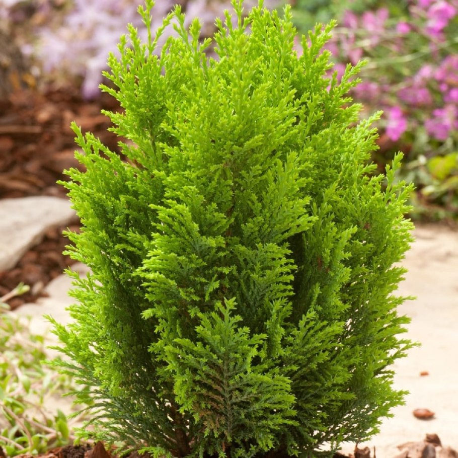 Туя Смарагд в ландшафте