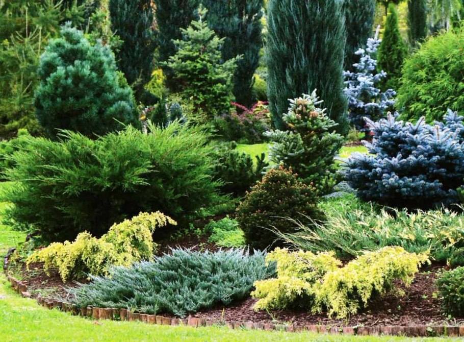 Вечнозеленая хвоя Evergreen