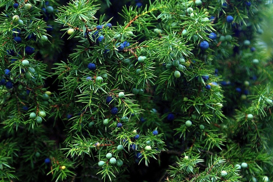Можжевельник обыкновенный Шишкоягоды