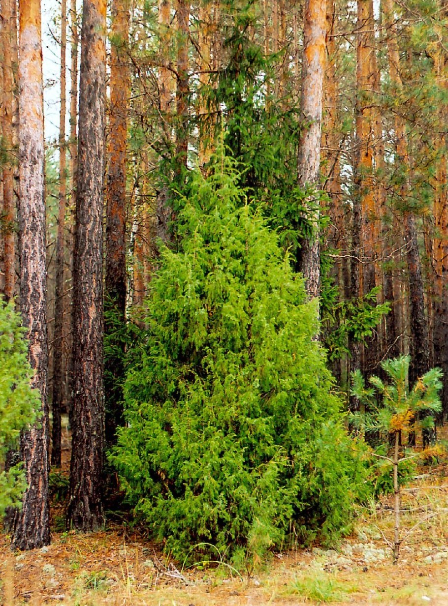 Можжевельник обыкновенный Верес