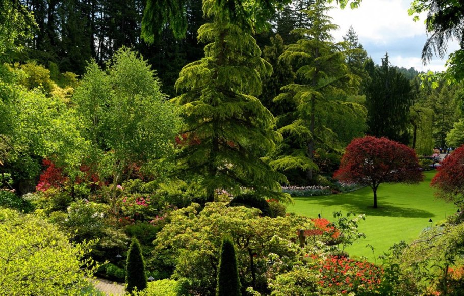 Листопадный куст в хвойный сад