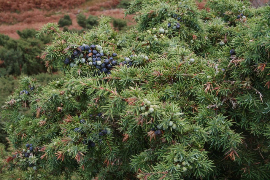 Можжевельник Juniperus communis