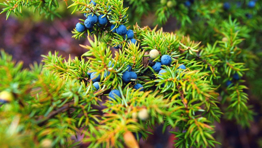 Шишкоягода можжевельника это
