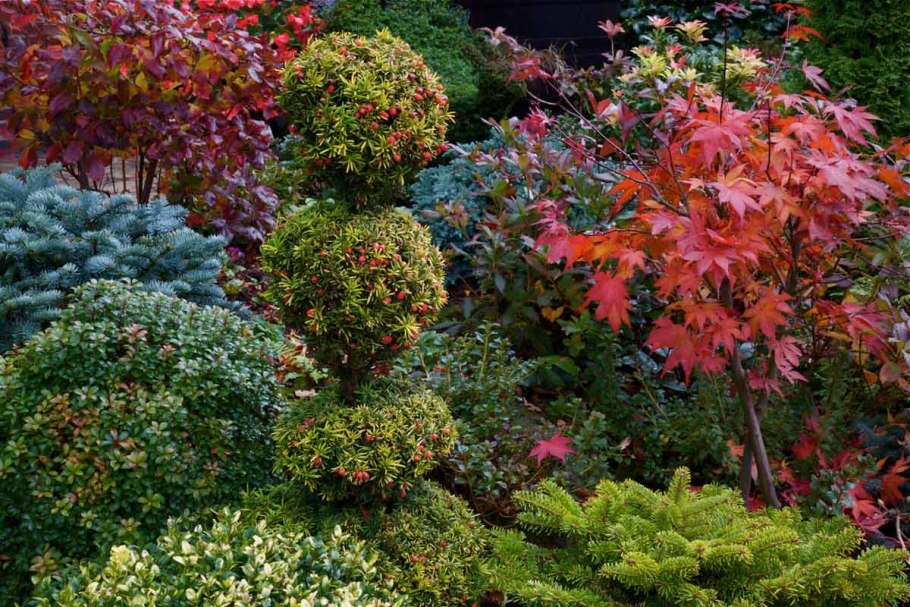 Можжевельник казацкий в миксбордере