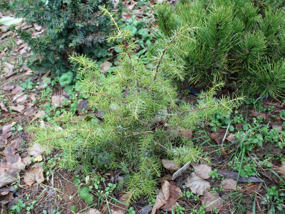 Листопадный куст в хвойный сад