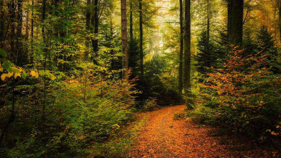 Лес осенний