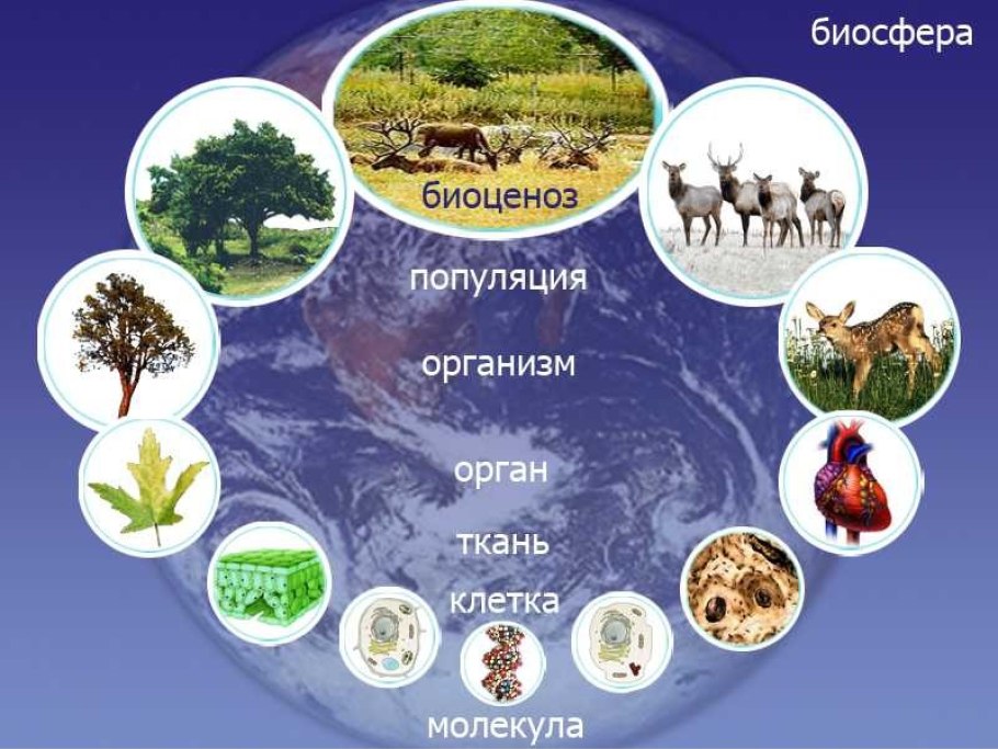 Природно-территориальный комплекс