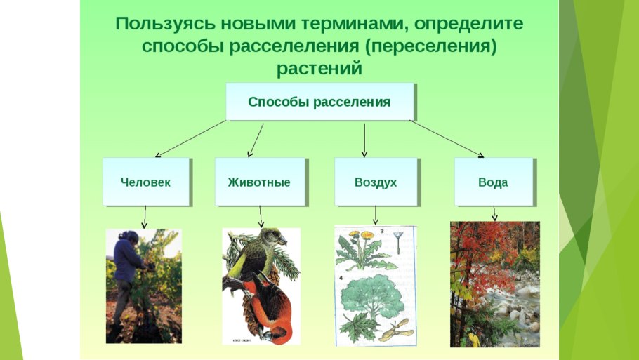 Способы расселения растений